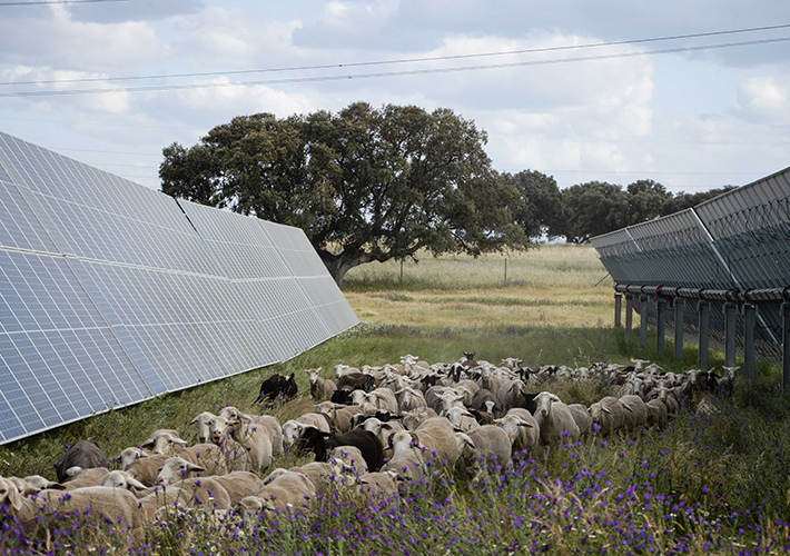 Foto Statkraft logra la autorización ambiental para sus primeros proyectos solares en Comunitat Valenciana, con más de 100 millones de inversión.